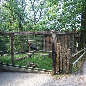 Southern ground hornbill aviary, 2023-06-24