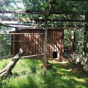 Southern ground hornbill aviary, 2023-06-24
