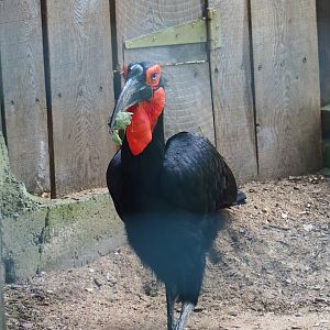 Southern ground hornbill (Bucorvus leadbeateri), 2023-06-24