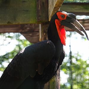 Southern ground hornbill (Bucorvus leadbeateri), 2023-06-24