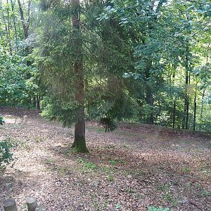 African wild dog exhibit, 2023-06-24