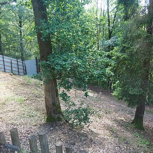 African wild dog exhibit, 2023-06-24