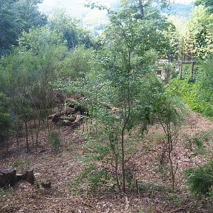 African wild dog exhibit, 2023-06-24