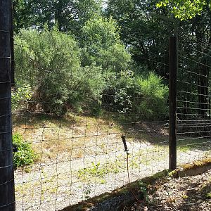 African wild dog exhibit, 2023-06-24