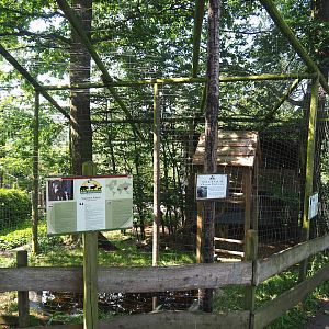 Eurasian eagle-owl and Western Eurasian griffon vulture aviary, 2023-06-24