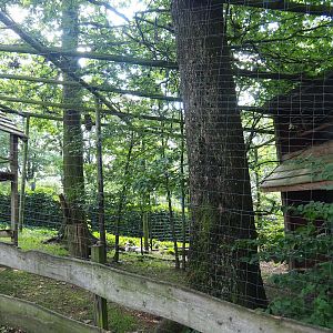 Eurasian eagle-owl and Western Eurasian griffon vulture aviary, 2023-06-24