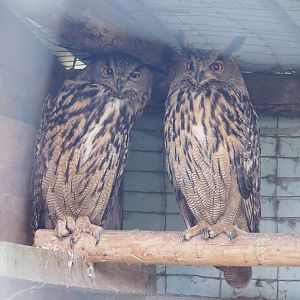 Eurasian Eagle-owls (Bubo bubo), 2023-06-24