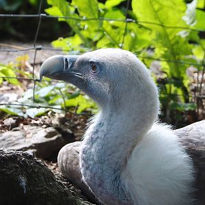 Western Eurasian griffon vulture (Gyps fulvus fulvus), 2023-06-24
