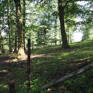 Zebu paddock, 2023-06-24