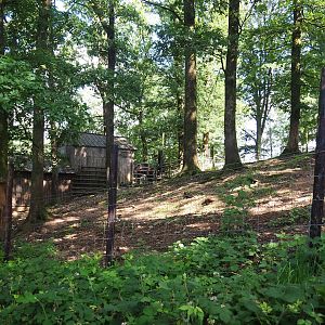 Zebu paddock, 2023-06-24