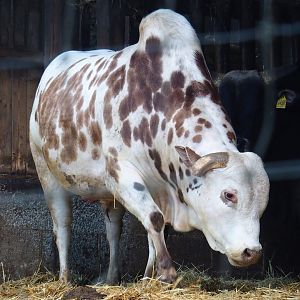 Zebu (Bos taurus indicus), 2023-06-24