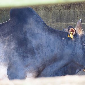 Zebu (Bos taurus indicus), 2023-06-24