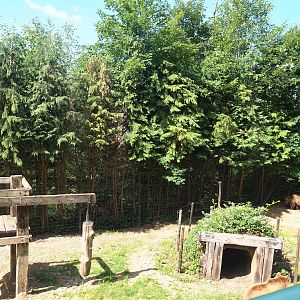 European Brown bear exhibit, 2023-06-24