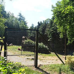 European Brown bear exhibit, 2023-06-24