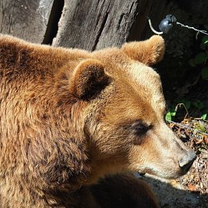 European brown bear (Ursus arctos arctos), 2023-06-24