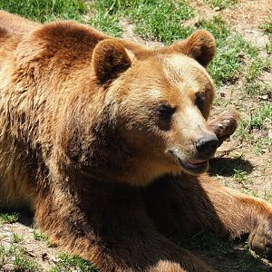European brown bear (Ursus arctos arctos), 2023-06-24