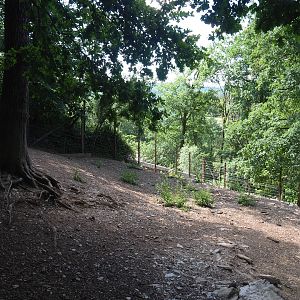 Alpine ibex exhibit, 2023-06-24