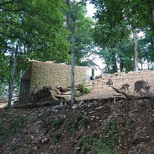 Alpine ibex exhibit, 2023-06-24