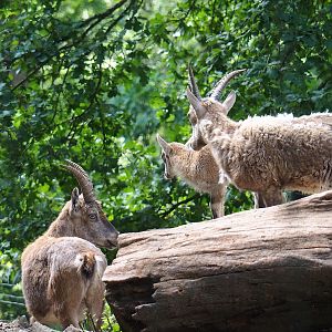 Alpine ibexes (Capra ibex), 2023-06-24