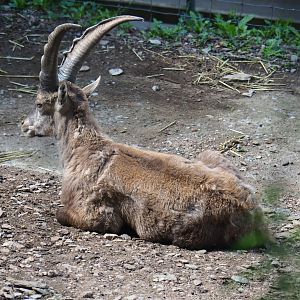 Alpine ibex (Capra ibex), 2023-06-24