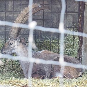 Alpine ibex (Capra ibex), 2023-06-24