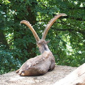 Alpine ibex (Capra ibex), 2023-06-24