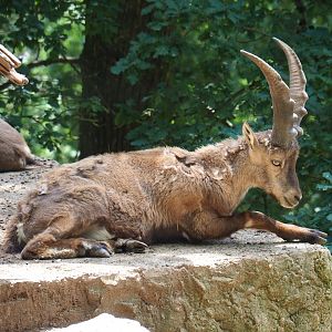 Alpine ibex (Capra ibex), 2023-06-24
