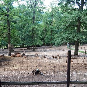 Red deer paddock, 2023-06-24