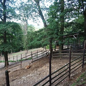 Red deer shelter and Wisent paddock behind it, 2023-06-24
