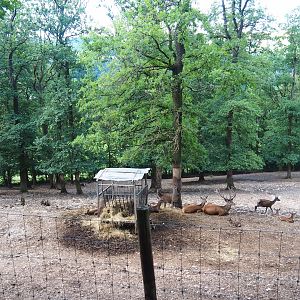 Red deer paddock, 2023-06-24