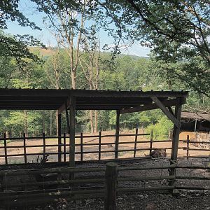 Red deer shelter and Wisent paddock behind it, 2023-06-24