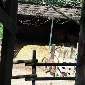 Wisent shelter, 2023-06-24