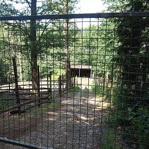 Wisent shelter and access road to wisent paddock, 2023-06-24