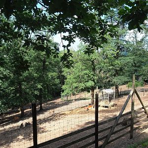 Red deer paddock, 2023-06-24