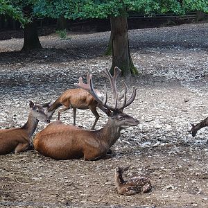 Red deer (Cervus elaphus) herd, 2023-06-24
