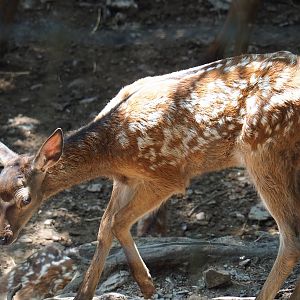 Red deer (Cervus elaphus) fawn, 2023-06-24