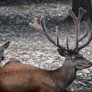 Red deer (Cervus elaphus) stag, 2023-06-24