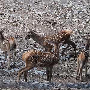 Red deer (Cervus elaphus) fawns, 2023-06-24