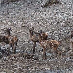 Red deer (Cervus elaphus) fawns, 2023-06-24