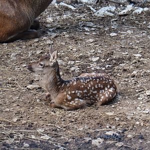 Red deer (Cervus elaphus) fawn, 2023-06-24
