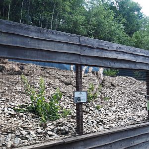 Alpine marmot exhibit, 2023-06-24