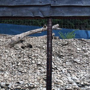 Alpine marmot exhibit, 2023-06-24