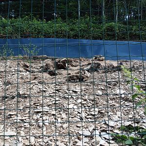 Alpine marmot exhibit, 2023-06-24