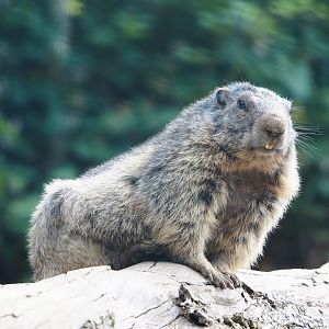 Alpine marmot (Marmota marmota marmota), 2023-06-24