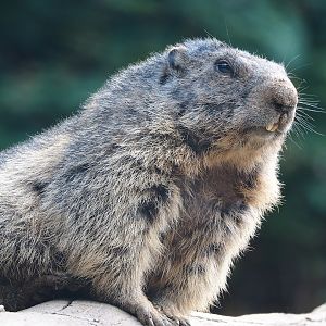 Alpine marmot (Marmota marmota marmota), 2023-06-24
