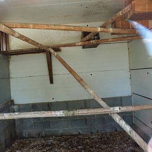 Waldrapp and African sacred ibis indoor housing, 2023-06-24