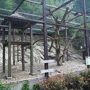 Waldrapp and African sacred ibis aviary, 2023-06-24