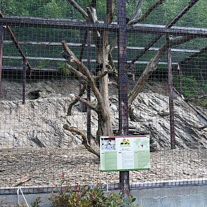 Waldrapp and African sacred ibis aviary, 2023-06-24