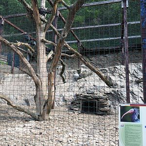 Waldrapp and African sacred ibis aviary, 2023-06-24