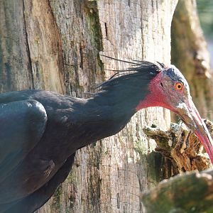 Waldrapp (Geronticus eremita), 2023-06-24